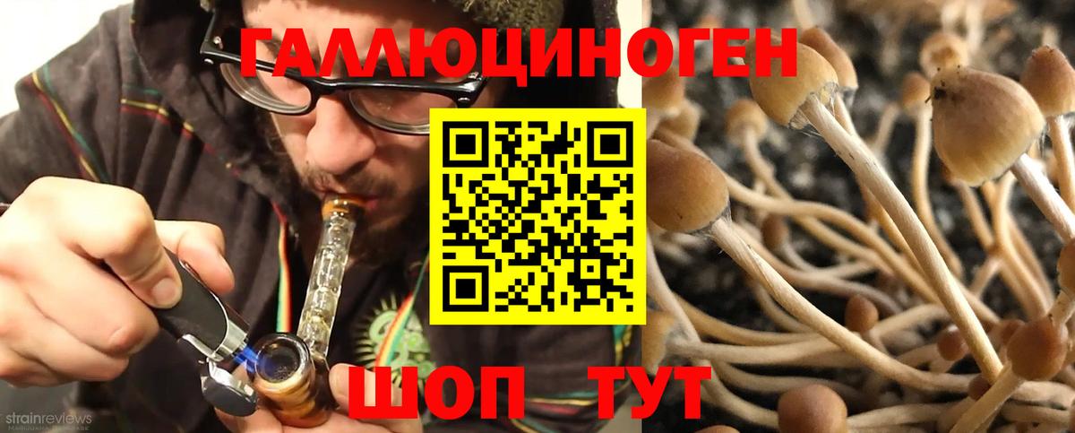 Псилоцибиновые грибы Cubensis Богданович